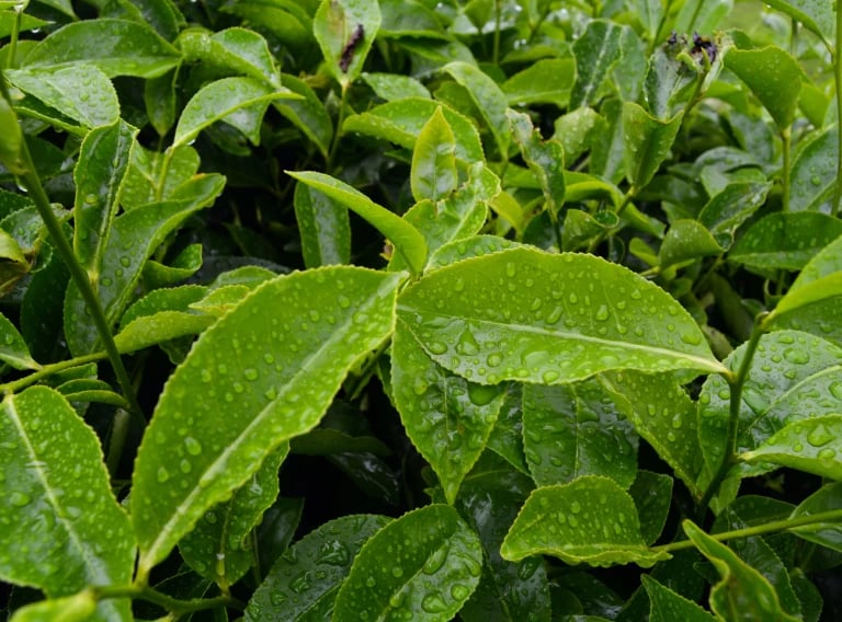 commodity-tea