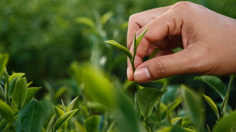dmcc tea ecosystem