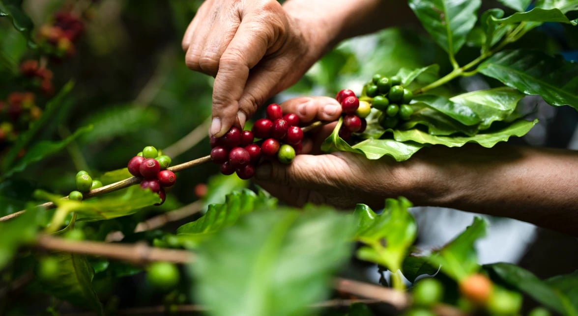 img-fresh-coffee-beans